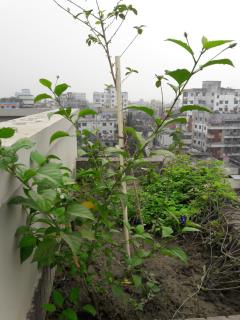 Sufia House Apartment - Dhaka - 8