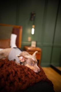 NEW Slytherin Studio - Dogs OK - Los Angeles - 4