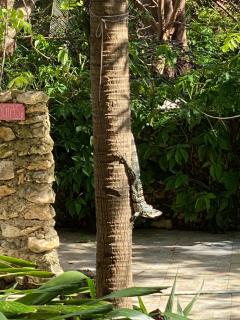 Casona La Carolina - San Andrés - 6