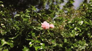 The Botanists Hideaway - Deddington - 1