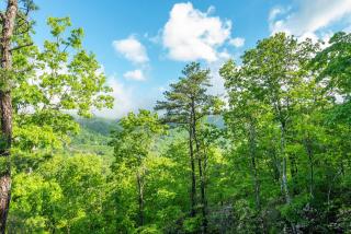 Little Bow Cottage - Black Mountain - 5