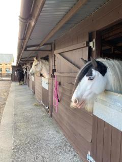 Countryside Escape, Fire Pit, Puppies, Bring Horses - - 5