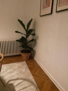 Byhus på klaregade - Odense - 1