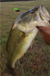 Hidden 8 Acre Get Away Private Fishing Pond - - 1