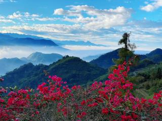 Alishan Tea Garden B&B - Fenqihu - 9