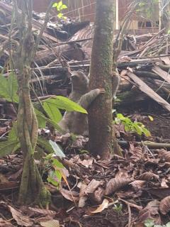 Guapote Lodge - Tigra - 8