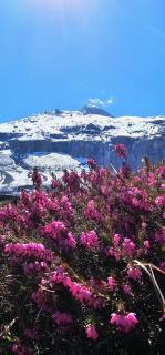 The Saxeten alps - Arni Alp - 7