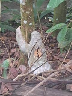 Guapote Lodge - Tigra - 9