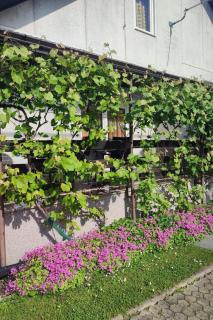 Apartments with parking spaces Ogulin, Gorski kotar - 24512 - Ogulin - 6
