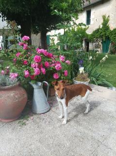 Le Relais des Roses- Chambres d'hôtes - Vatan - 8