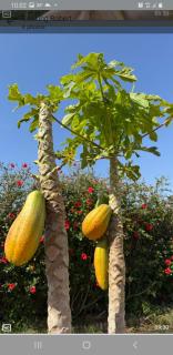 Ferme Bouhouch - Oulad Yakoub - 6