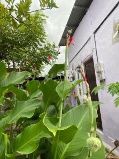Costa Homestay - Dili - 2