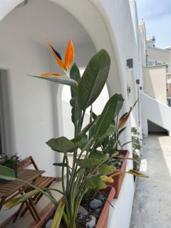 To Spitaki sas, in Santorini! - Mesariá - 9