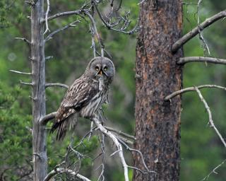 15 - Fulufjellets nasjonalparker - Natur-, dyre- og fugleopplevelser - Ljørdalen - 6