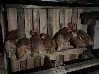 Le Bonheur Normand à la Mini Ferme - - 0