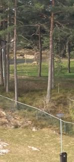 Private bedroom - Moss - 1