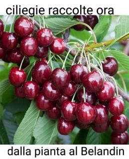 Belandin Ristorante Hotel - 2