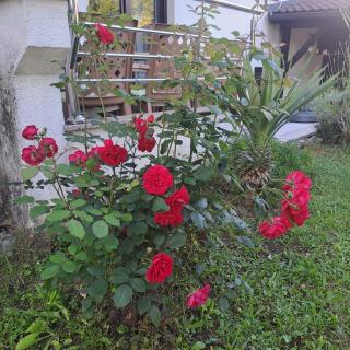 Villa Behić - Bihać - 3