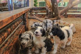 Rustic Country Cabin, Bring Horses, Fire Pit & Puppies - - 5