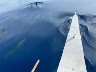 Nitasnipahut Pamilacan island - 6