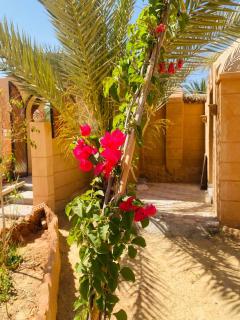 Nour El wadi - Siwa - 0