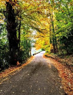 Hazel Tree Lodge Bunclody - Bunclody - 1