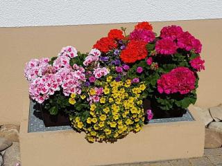 1-bedroom holiday apartment - Dittishausen - 8