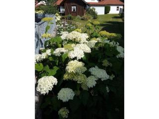 1-bedroom holiday apartment - Dittishausen - 0
