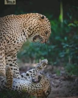 Wanni holiday resort & yala safari - Nikawatawana - 7