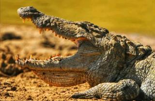 Wanni holiday resort & yala safari - Nikawatawana - 5