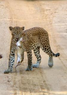Wanni holiday resort & yala safari - Nikawatawana - 2
