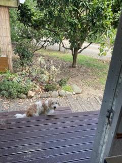 Caravan In The Orchard - Mangonui - 1