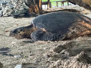 Dany Island - 8