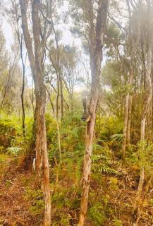 Lakeside Retreat Native Bush Bird Populated - Moana - 5