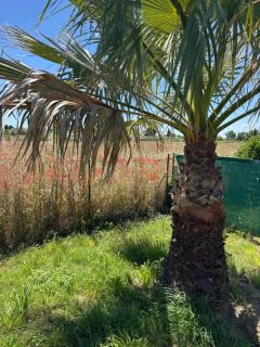 Maison de vacances en Camargue - Marsillargues - 1