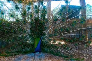 Elim Springs Peacock & Ostrich Farm - Ongata Rongai - 7