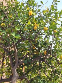 Indalo - Estepona - 7
