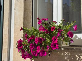 Volta Meraviglia - 1