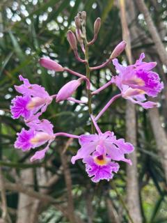Casita Orquidea - Resolution - 6