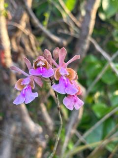 Casita Orquidea - Resolution - 1