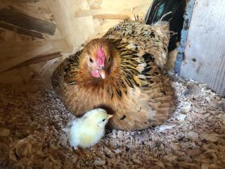 B&B Le Rondini Ostra Senigallia Ancona - 6