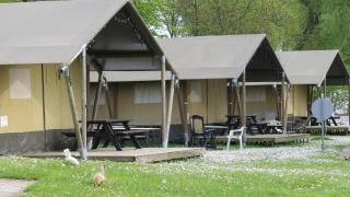 Hoeveheikant - Lage Mierde - 2