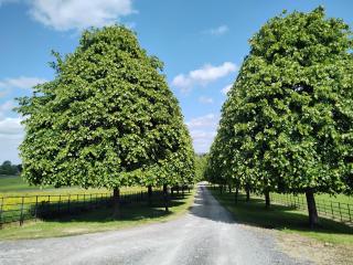 Shepard's Delight - 4