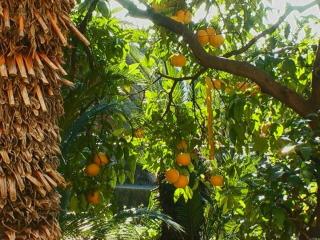 Ivo's garden studio apartment, near the old town - Dubrovnik - 5