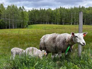 1850 Old Farmhouse Retreat with jacuzzi and sauna - Eidsvoll - 7