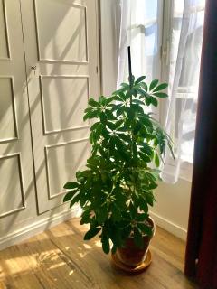 Suite - Chambre Cherry Plum - Coulommiers - 3