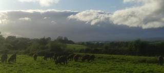 Pete's Pad - Fermoy - 8
