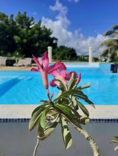 Gîte Hibiscus piscine partagée - 6