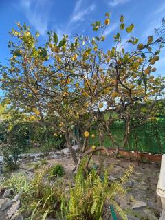 Terreta de Denia - Denia - 3
