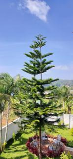 Cloud9Villa Resorts - Yelagiri - 3